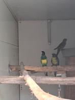 Te koop koppel portlincons 2025, Dieren en Toebehoren, Vogels | Parkieten en Papegaaien, Meerdere dieren, Parkiet