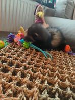 Looking for a loving homeVery cute, loves to cuddle, good wi, Mei, Vrouwelijk, Fret