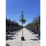 Gleditsia Triacanthos Sunburst - Valse Cristusdoorn - boom, Tuin en Terras, Overige soorten, Lente, 250 tot 400 cm, Ophalen