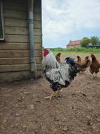 Wyandotte haan (en evt hen), Meerdere dieren, Kip