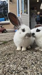 Vlaamsereus / lotharinger, Dieren en Toebehoren, Konijnen, Meerdere dieren, Groot