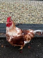 Mooie grote haan 15 weken oud, Dieren en Toebehoren, Pluimvee, Mannelijk, Kip