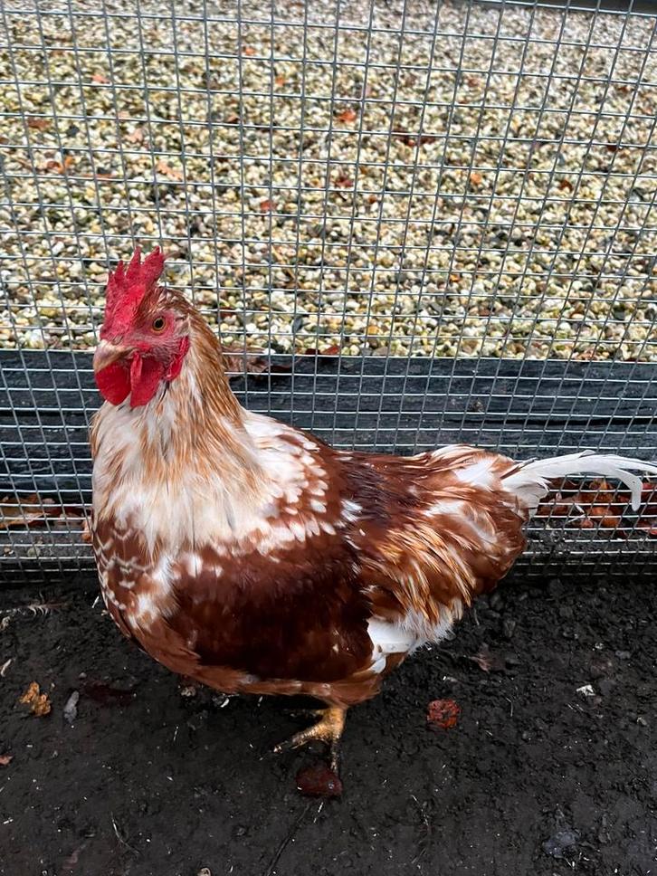 Mooie grote haan 15 weken oud, Dieren en Toebehoren, Pluimvee, Kip, Mannelijk