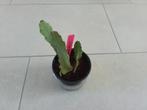 3 gewortelde epiphyllum redtrip, Huis en Inrichting, Ophalen of Verzenden, Cactus, In pot, Halfschaduw