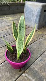 SANSEVERIA/VETPLANT, Minder dan 100 cm, Ophalen of Verzenden, Halfschaduw, Bloeiende kamerplant