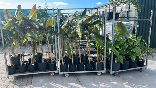 50% korting, sikkemensis en Musa basjoo, winterharde banaan, Tuin en Terras, Planten | Bomen, Overige soorten, 100 tot 250 cm