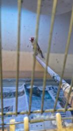 POP, Ophalen of Verzenden