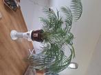 Mooie grote kamerplant, Huis en Inrichting, Kamerplanten, Ophalen, Palm, Halfschaduw, In pot