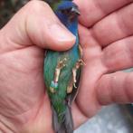 Forbes papegaaiamadine man ten ruil gevraagd, Dieren en Toebehoren, Vogels | Overige Vogels, Mannelijk, Tropenvogel