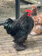 Cochin kriel hanen, bont en zwart gekleurd., Dieren en Toebehoren, Pluimvee, Mannelijk, Kip