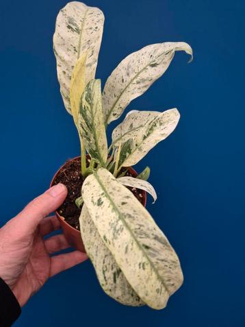 Epipremnum Gigantheum Variegata p12 (10) beschikbaar voor biedingen