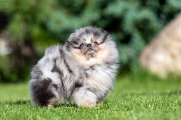 Pomeriaan | Pomeranian | Puppy | Reutje | Stamboom | Beertje beschikbaar voor biedingen