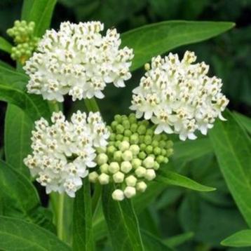 Zaden Asclepias Ice Ballet beschikbaar voor biedingen