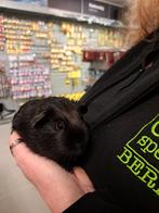 Lief cavia beertje, December, Mannelijk, Cavia