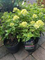 LITTLE LIMELIGHT PLUIMHORTENSIAS  NU AANPLANTEN NU BODEMPRIJ, Ophalen