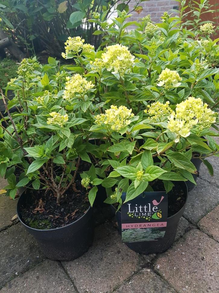 LITTLE LIMELIGHT PLUIMHORTENSIAS  NU AANPLANTEN NU BODEMPRIJ, Tuin en Terras, Planten | Tuinplanten, Ophalen