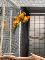 Zonparkieten 2024, Dieren en Toebehoren, Vogels | Parkieten en Papegaaien, Meerdere dieren, Parkiet, Geringd