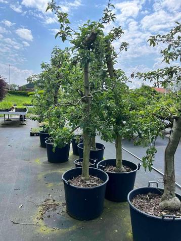   Mooie 20-jarige Elstar appelbomen in Zuid-Holland beschikbaar voor biedingen