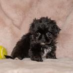 Bijzonder mooie klein blijvende matipoo pups nog 1 reutje, Dieren en Toebehoren, Honden | Chihuahua's en Gezelschapshonden, Poedel