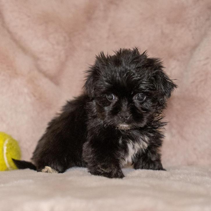 Bijzonder mooie klein blijvende matipoo pups nog 1 reutje, Dieren en Toebehoren, Honden | Chihuahua's en Gezelschapshonden, Meerdere dieren