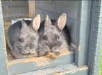 2 konijnen + hok en voer., Dieren en Toebehoren, Konijnen, Vrouwelijk, 0 tot 2 jaar