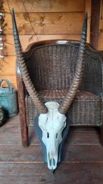 geweien gewei hoorns schedel, Verzamelen, Ophalen of Verzenden, Zo goed als nieuw, Overige soorten, Gewei of Kop