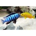 Pseudotropheus Saulosi Malawi Cichliden, Dieren en Toebehoren, Vissen | Aquariumvissen, Vis, Zoetwatervis, Schoolvis