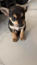 Chihuahua black and tan, Teef, Eén hond, Chihuahua, Nederland