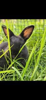 Mini dwerg konijntjes, Dieren en Toebehoren, Konijnen, Meerdere dieren