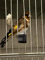 Parva putters man, Meerdere dieren, Wildzangvogel