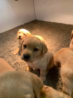 Zeer mooie labrador pups te koop (zwart/blond/red fox), Dieren en Toebehoren, 8 tot 15 weken, Labrador retriever, CDV (hondenziekte)