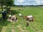 4 jonge geitenbokjes te koop, Dieren en Toebehoren, Schapen, Geiten en Varkens, Mannelijk, Geit, 0 tot 2 jaar