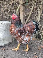 Mooie KRIEL hanen van 2025 new Hampshire en Wyandotte, Dieren en Toebehoren, Mannelijk, Kip