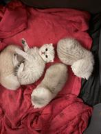 Prachtige rasechte Britse Korthaar kittens, Meerdere dieren, Ontwormd, 0 tot 2 jaar