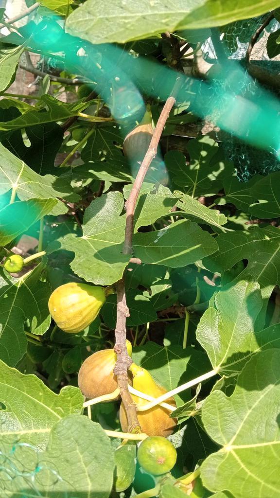 Vijgenboom, Tuin en Terras, Planten | Bomen, Overige soorten, Volle zon, Bloeit niet, Ophalen of Verzenden