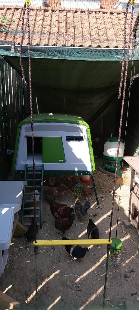 Eglu Cube kippenhok, Dieren en Toebehoren, Pluimvee | Toebehoren, Gebruikt, Kippenhok of Kippenren, Ophalen