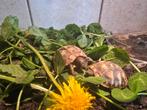 Nakweek Griekse landschildpadden, Dieren en Toebehoren, Reptielen en Amfibieën, Schildpad, 0 tot 2 jaar
