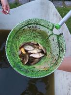 Mooie vijvervissen !!!, Dieren en Toebehoren, Vissen | Vijvervissen, Goudvis(sen)