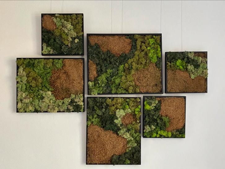 Mos schilderij rendiermos muur kunst 150x120cm, Antiek en Kunst, Kunst | Schilderijen | Modern, Ophalen