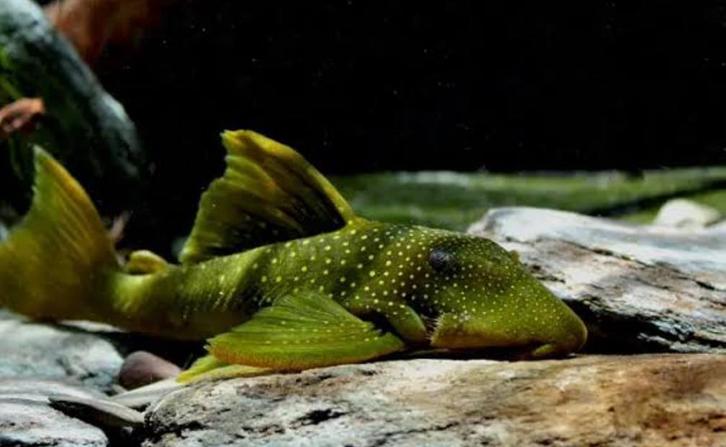 Hemiancistrus Subviridis L200 (Green Phantom), Dieren en Toebehoren, Vissen | Aquariumvissen, Vis