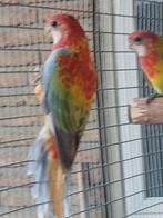 Gold opaline pop rosella, Dieren en Toebehoren, Vrouwelijk, Parkiet