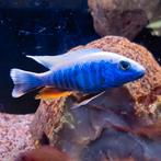 Sciaenochromis ahli, Vis