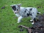 Super schattige Australian Shepherd x Border Collie pups, Dieren en Toebehoren, Honden | Herdershonden en Veedrijvers, Parvo, 8 tot 15 weken