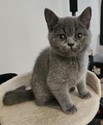 Britse korthaar poesje 600 euro, Dieren en Toebehoren, Katten en Kittens | Raskatten | Korthaar, Poes, Ontwormd
