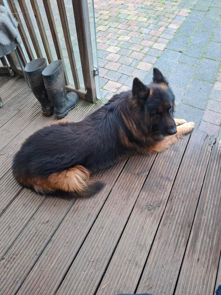 Mama mechelse x Hollandse herder. Papa oud duitse herder, Dieren en Toebehoren, Honden | Herdershonden en Veedrijvers, Meerdere dieren