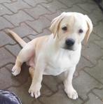 Mooie Labrador kruising pups blond en blue merle., 8 tot 15 weken, CDV (hondenziekte), Meerdere, Meerdere dieren