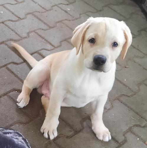 Mooie Labrador kruising pups blond en blue merle., Dieren en Toebehoren, Honden | Niet-rashonden, Middel, Meerdere dieren, Particulier