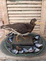 Opgezette Scholekster Taxidermie, Ophalen of Verzenden, Vogel, Opgezet dier