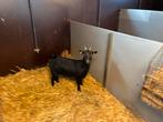 Dwerggeitje zwart. Gedekt, Dieren en Toebehoren, Vrouwelijk, Geit, 0 tot 2 jaar