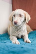 Olaf reutje 4 maanden retriever mix, Dieren en Toebehoren, Particulier, Rabiës (hondsdolheid), 15 weken tot 1 jaar, Reu